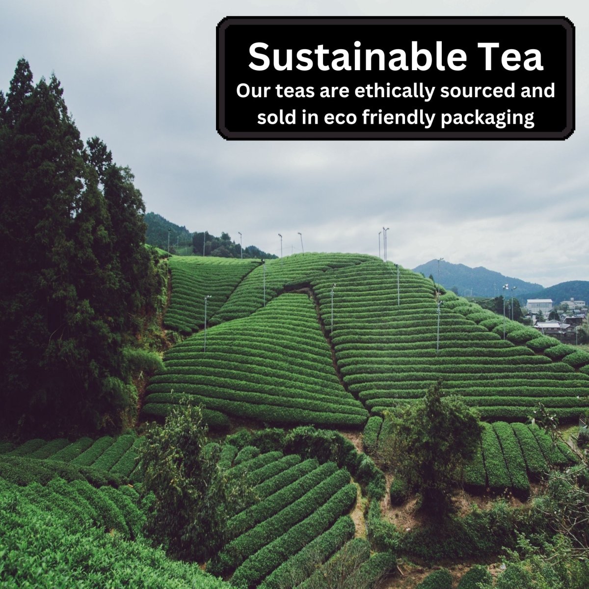 Premium Tea Selection | 3 Loose Leaf Teas – Camellios